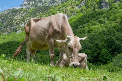 Cows in a field