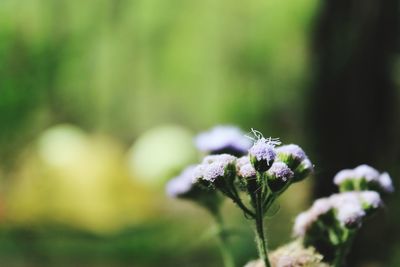 Close-up of purple flowering plant