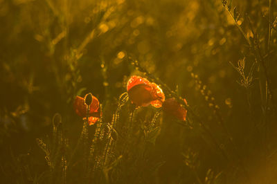 Plants against sky at sunset