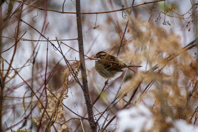 Close-up of bird perching on branch