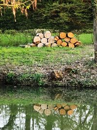 Stack of logs in lake at forest