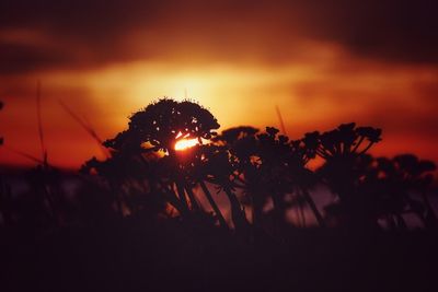 Silhouette plants against sky at sunset