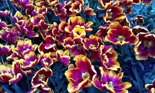 Close-up of purple flowers