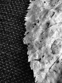 Full frame shot of dry leaves