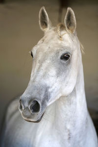 Close-up portrait of a horse