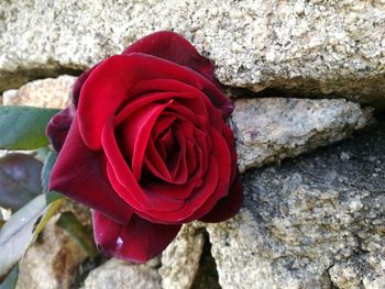 Close-up of red rose