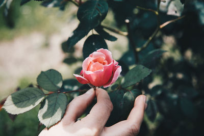 Close-up of human hand holding rose growing on plant