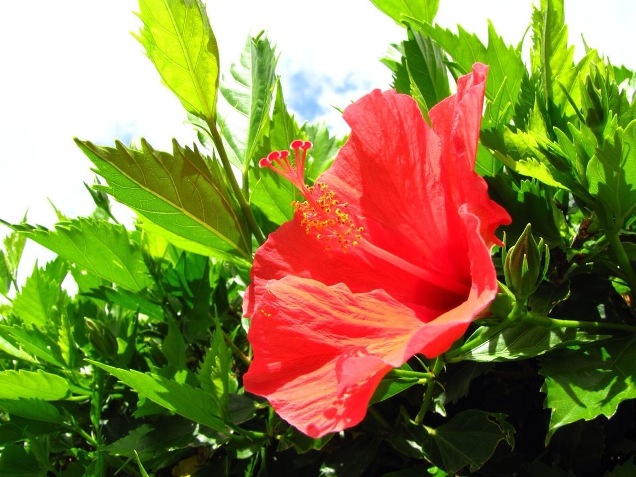 flower, freshness, red, petal, growth, flower head, fragility, leaf, beauty in nature, plant, close-up, single flower, nature, blooming, green color, in bloom, day, blossom, field, outdoors