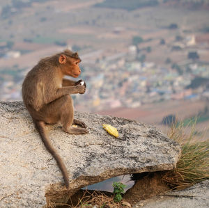 Monkey sitting on tree against mountain