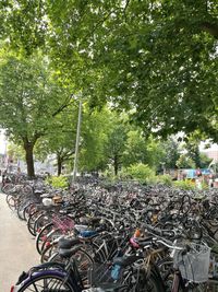 Stack of bicycle on tree