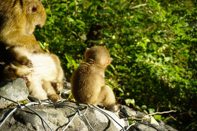 Monkey sitting on tree