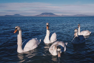 Swans swimming in lake against sky