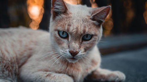 Close-up portrait of cat