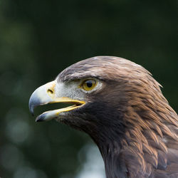 Close-up of eagle