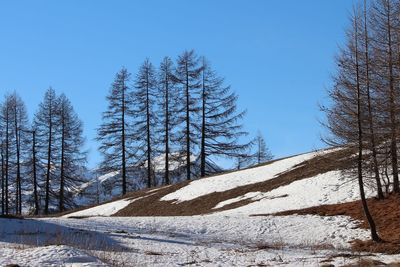 Trees on snow covered land against clear sky