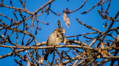 Low angle view of birds perching on branch