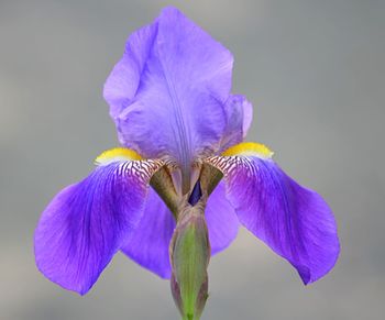 Close-up of purple iris blooming outdoors