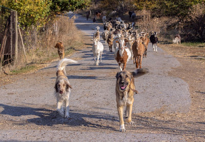 View of a dog that only leads a herd of goats on a country road