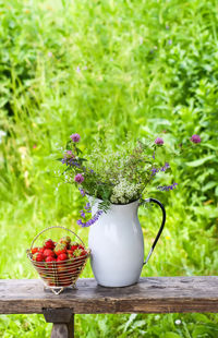 Close-up of potted plant on table