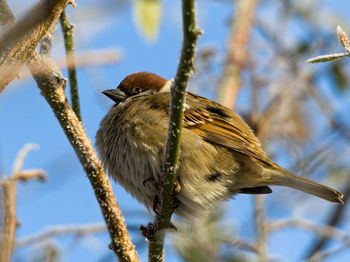 Eurasian tree sparrow, passer montanus, sparrow sitting on a branch in winter.