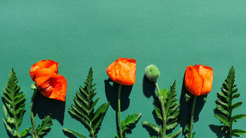 Garden bright poppies on a green background. summer mood