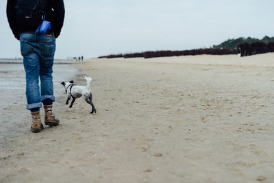 Low section of man with dog walking at beach