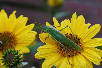 Close-up of butterfly pollinating on yellow flower