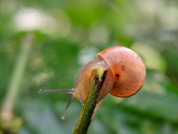 Close-up of a mushroom