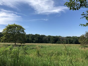 Secret oasis....field in brookfield wi