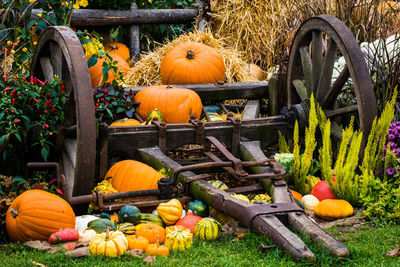 Pumpkins in garden