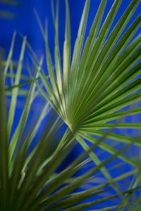 Close-up of palm tree