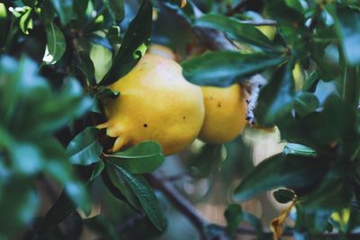 Close-up of fruit growing on tree