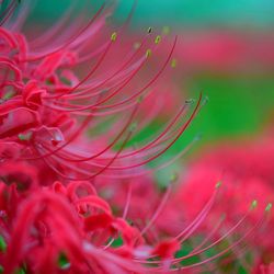 Close-up of red flowering plant