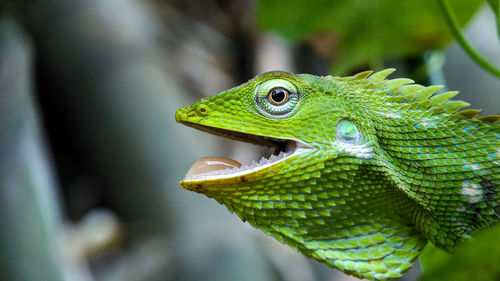 Close-up of chameleon with mouth open