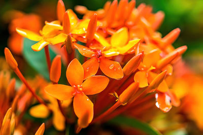 Close-up of orange flowering plant