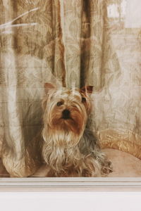 Close-up portrait of dog