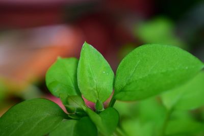 Close-up of plant