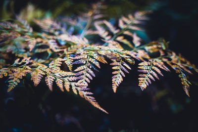 Close-up of leaves