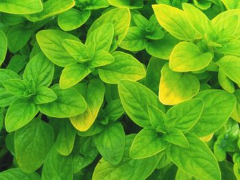 Full frame shot of green plant