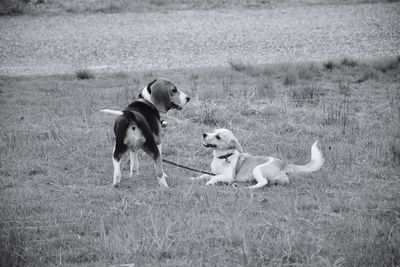 Dogs running on field