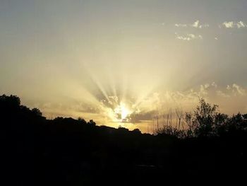 Silhouette of trees at sunset