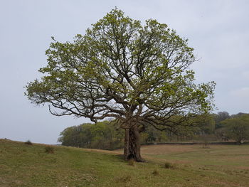 Tree on field against sky
