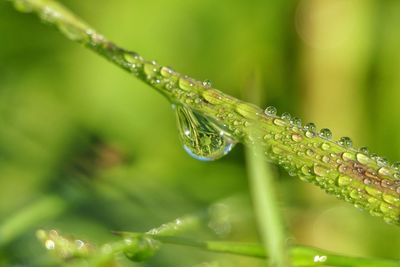 Close-up of water drops on leaf