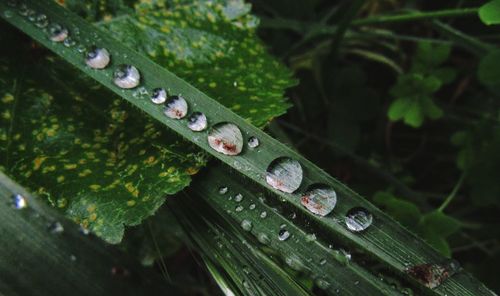 High angle view of raindrops on green leaves