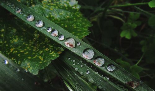 Close-up of water drops on green leaf