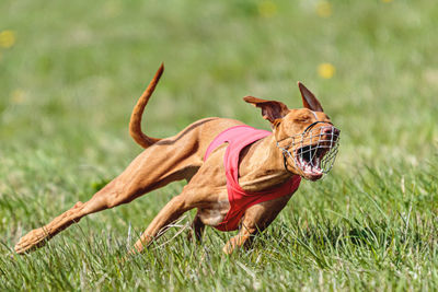 Pharaoh hound dog in red shirt running and chasing lure in the field on coursing competition