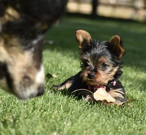 Portrait of puppy on grass