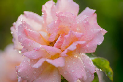 Close-up of water drops on pink rose