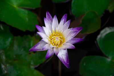 Close-up of lotus water lily in pond