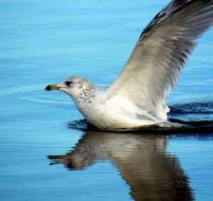 Seagull flying over water